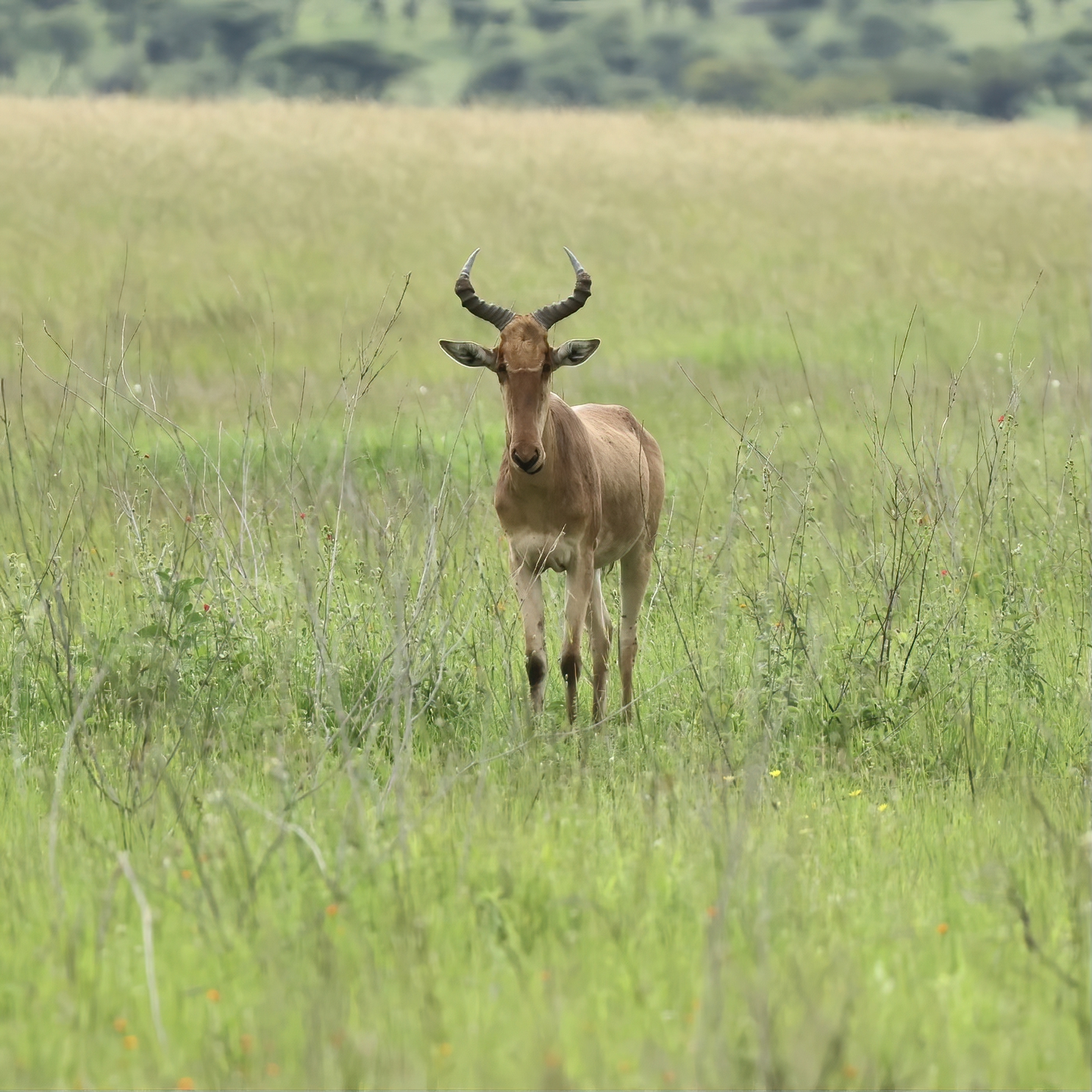 karvine antilope